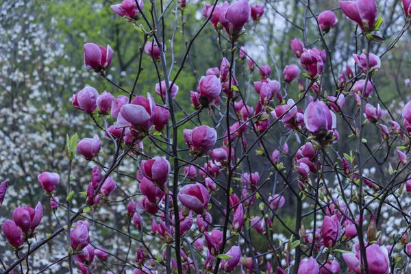 O jardim floresceu Magnolia Soulangeana — Fotografia de Stock