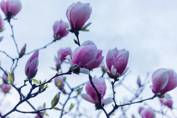 O jardim floresceu Magnolia Soulangeana — Fotografia de Stock