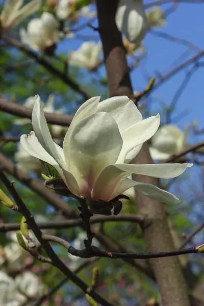 Flores brancas de magnólia — Fotografia de Stock