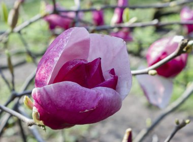 Manolya Soulangeana Bahçe çiçek