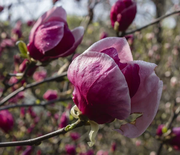 Le jardin fleuri Magnolia Soulangeana — Photo