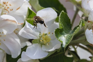 arı elma çiçeği uçar
