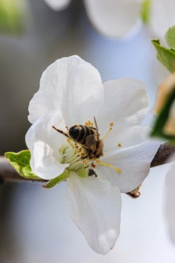 arı polen çiçek Apple'dan toplar.