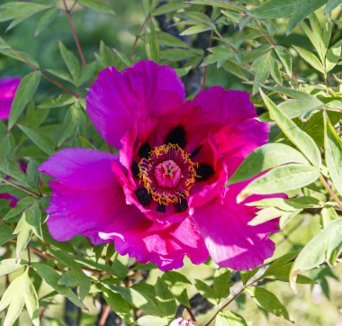 Büyük kırmızı çiçek ağaç Şakayık arka plan yeşil yaprakların üzerinde