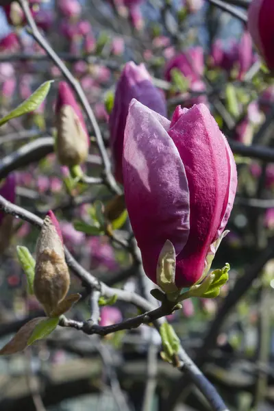 O jardim floresceu Magnolia Soulangeana — Fotografia de Stock