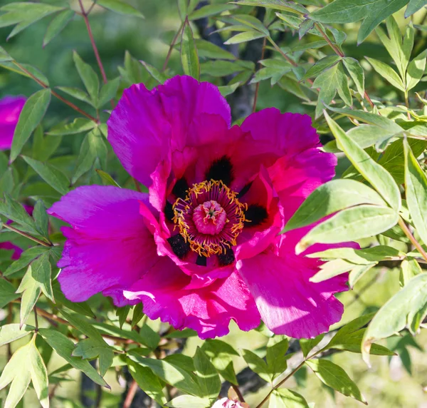 Büyük kırmızı çiçek ağaç Şakayık arka plan yeşil yaprakların üzerinde