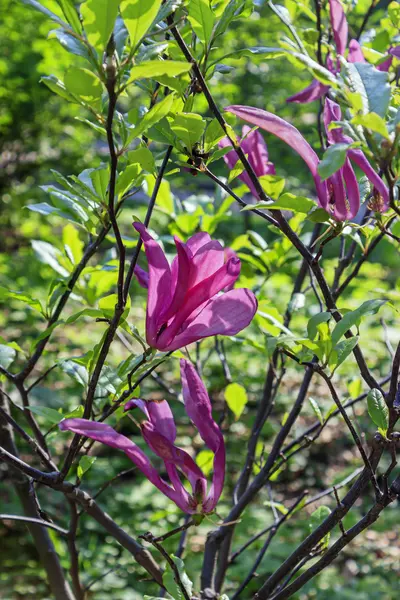 Árvore Magnolia Liliiflora "Nigra" flores rosa floresceu — Fotografia de Stock