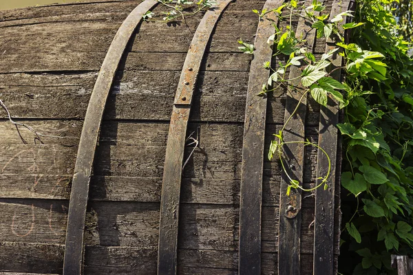 Old wine barrel ivy — Stock Photo, Image