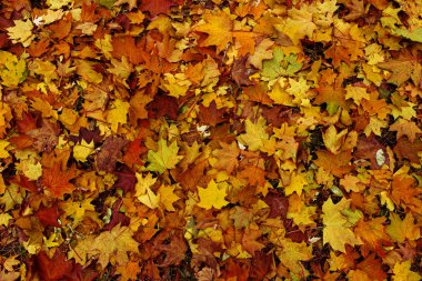 düşen akçaağaç yaprakları