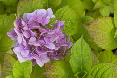 Ortanca çiçek yeşil yaprakları bir arka plan üzerinde