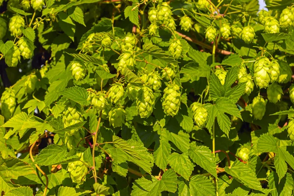 Hopfenzapfen auf einem Zweig mit Blättern — Stockfoto