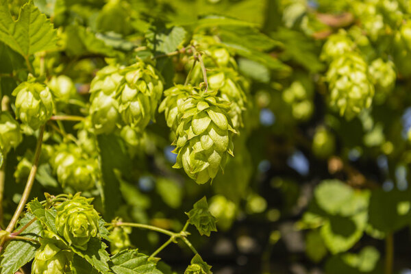 Hop cones closeup