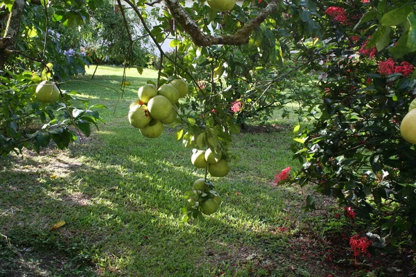 Lemon Tree Negril Island Jamaica Caribbean — Zdjęcie stockowe