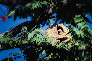 Bir Rufous Hornero, Furnarius Rufus, bir ağaç dalına inşa edilmiş ikonik kil fırın şeklindeki yuvasının girişine tünemiş. Sahne, türlerin karakteristik mimarisini ve yuva yapma davranışlarını yakalar.