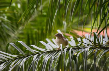 Bir House Sparrow Passer domesticus, yemyeşil yeşilliklerle çevrili, tropik bir palmiyenin kemerli yapraklarına dayanır. Yumuşak ışık ve doğal arka plan bunun canlı bir vahşi yaşam portresi oluşturur.