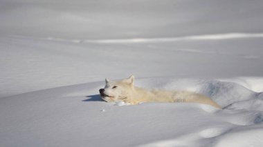 Grönland Buz Kayaları 'nın sert ve güzel doğası Donmuş deniz Karlar Kuzey Kutbu tilkisine sürükleniyor