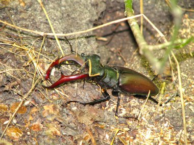Geyik böceği, böcek, doğa beetle