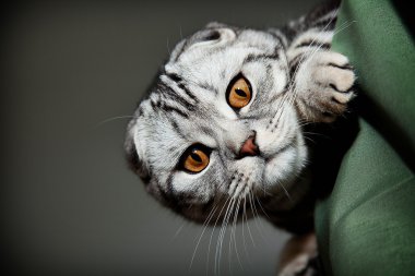 skotishfold kedi yatıyor ve görünüyor