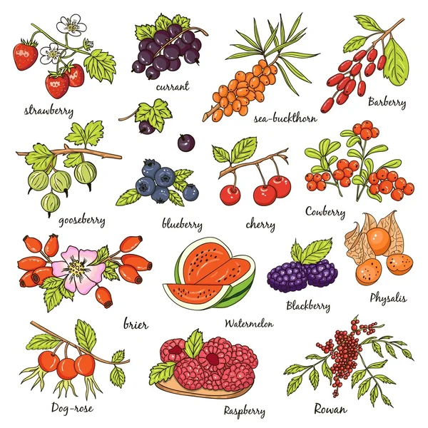 Collection of berries Vector illustration — Stock Vector