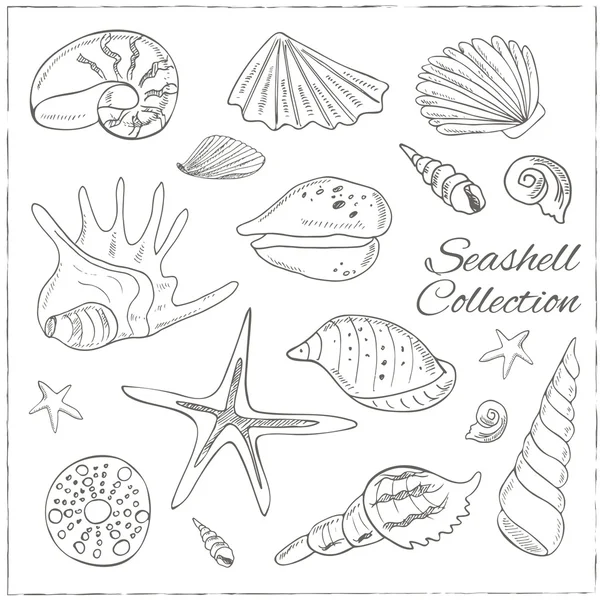 Hand drawn set of seashells. — Stockvector