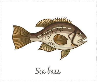 Sea bass. Fish collection. Vector illustration