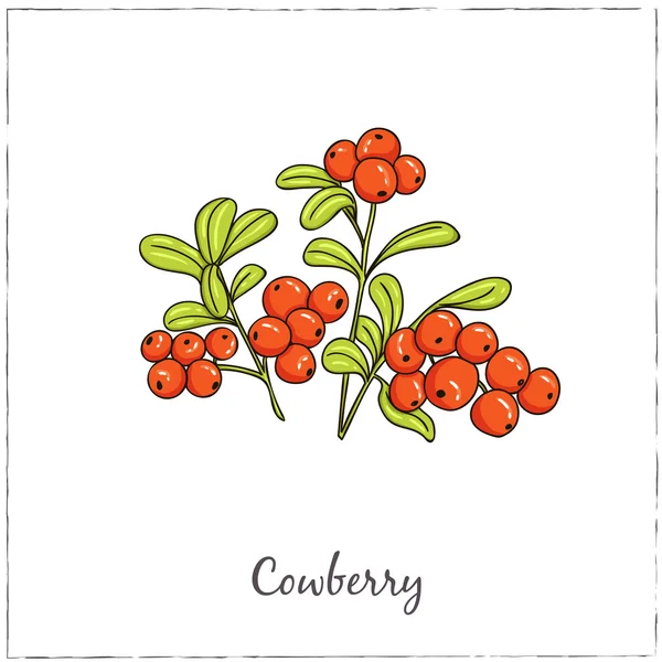 Lingonberry. Συλλογή μούρων. — Διανυσματικό Αρχείο