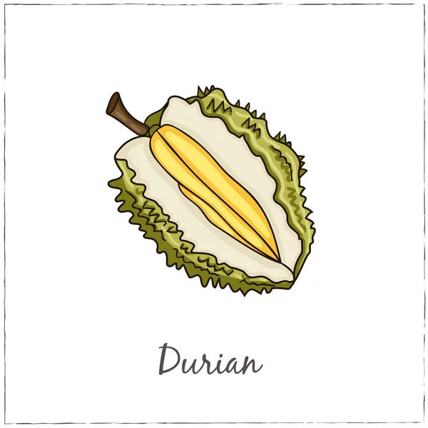 Durian with Slice. Collection of Exotic Fruits. — Stock Vector