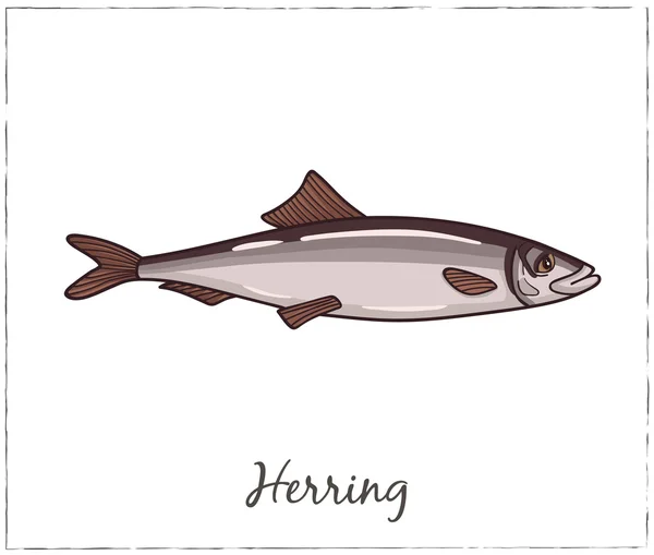 Herring. Fish collection. Vector illustration — Stock Vector