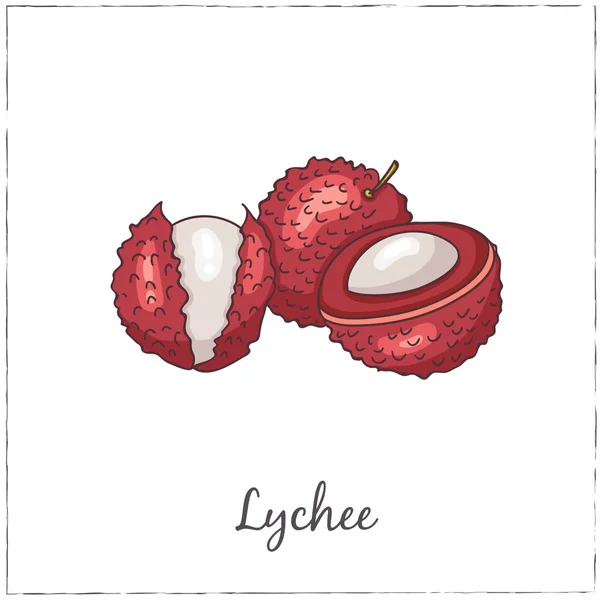 Lychee dengan Iris. Kumpulan Buah Eksotik . - Stok Vektor