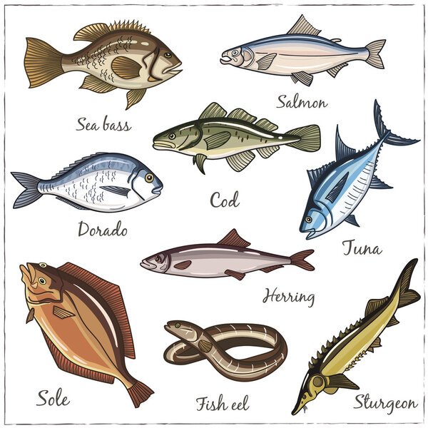 Vector illustration of fish