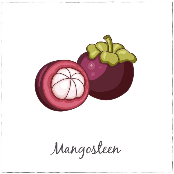 Mangosteen with Slice. Collection of Exotic Fruits. — Stock Vector