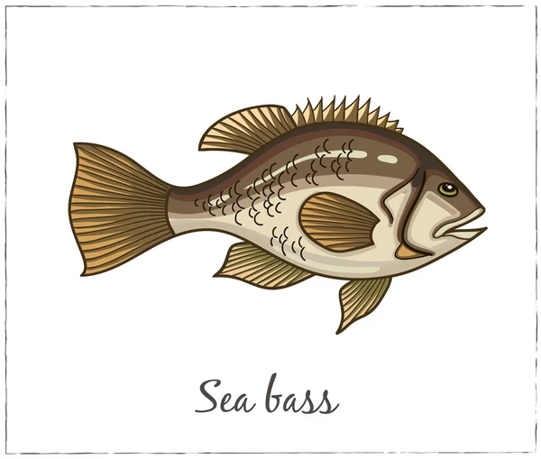 Sea bass. Fish collection. Vector illustration — Stock vektor