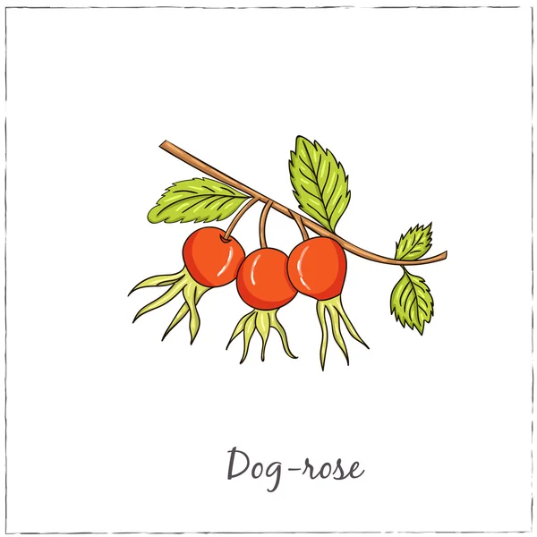 Rosa canina. Raccolta di bacche. Illustrazione vettoriale — Vettoriale Stock