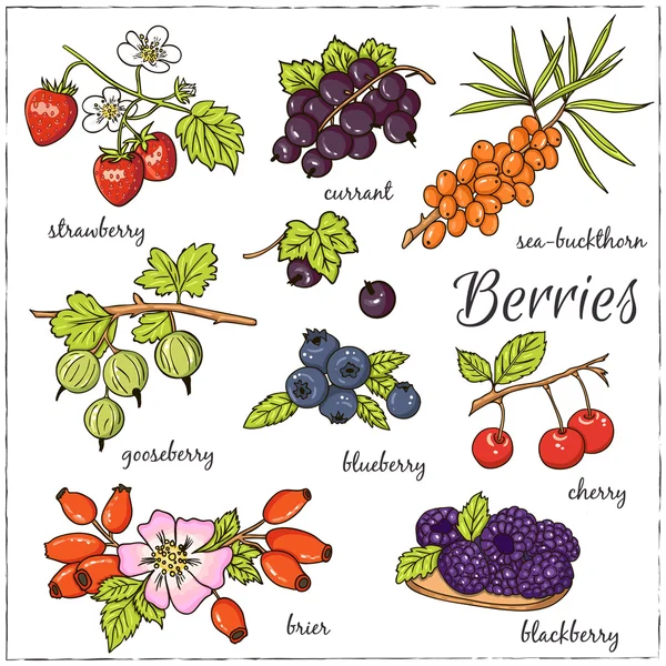 Vektorillustration von Beeren für Design-Menüs, Rezepte und pac — Stockvektor