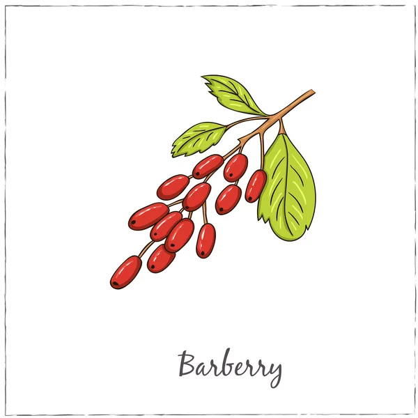 Barberry. Συλλογή από μούρα. Vector εικονογράφηση — Διανυσματικό Αρχείο