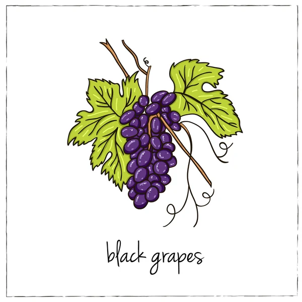 Zwart druiven. Collectie van wijn. — Stockvector
