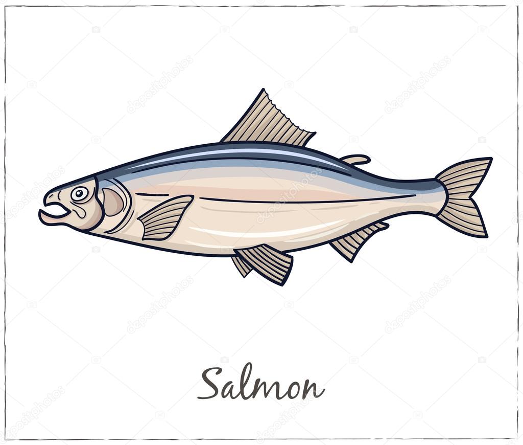 Fish collection. Vector illustration of fish for design menus, recipes and packages product.