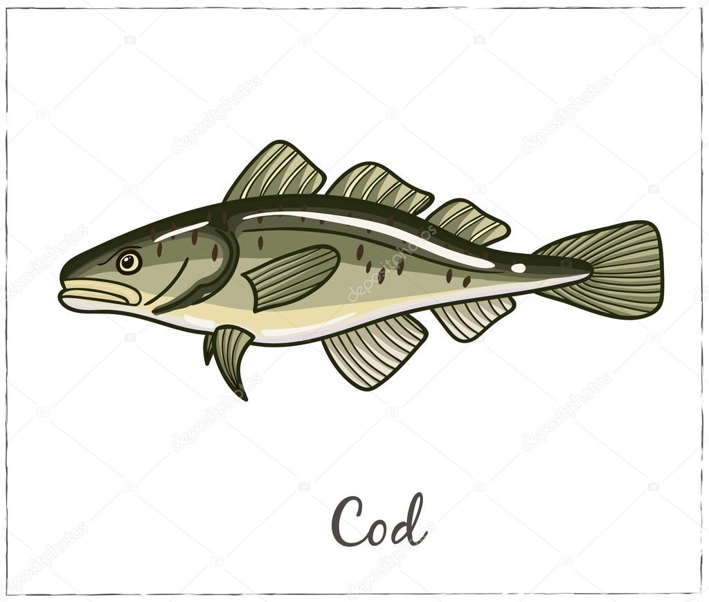 Fish collection. Vector illustration of fish for design menus, recipes and packages product.