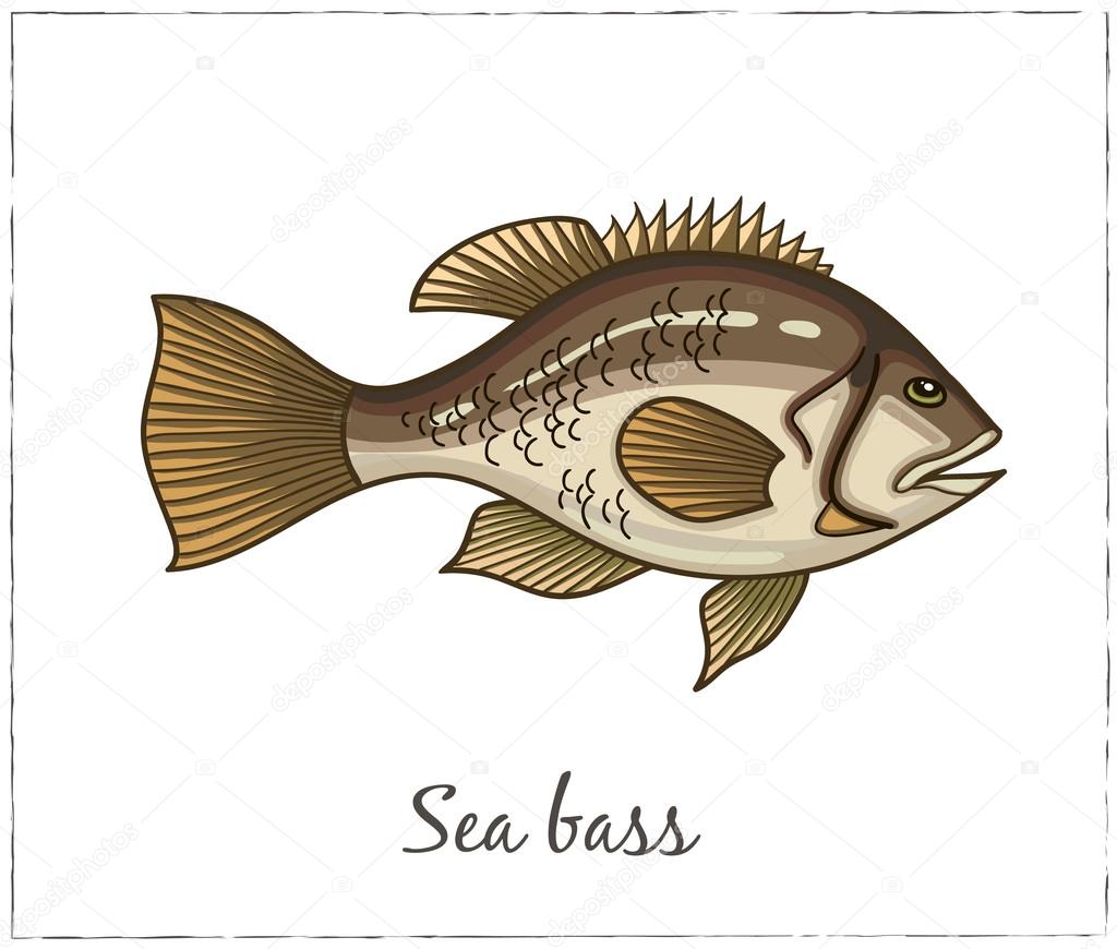 Sea bass. Fish collection. Vector illustration of fish for design menus, recipes and packages product.