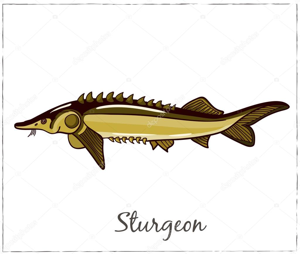 Fish collection. Vector illustration of fish for design menus, recipes and packages product.