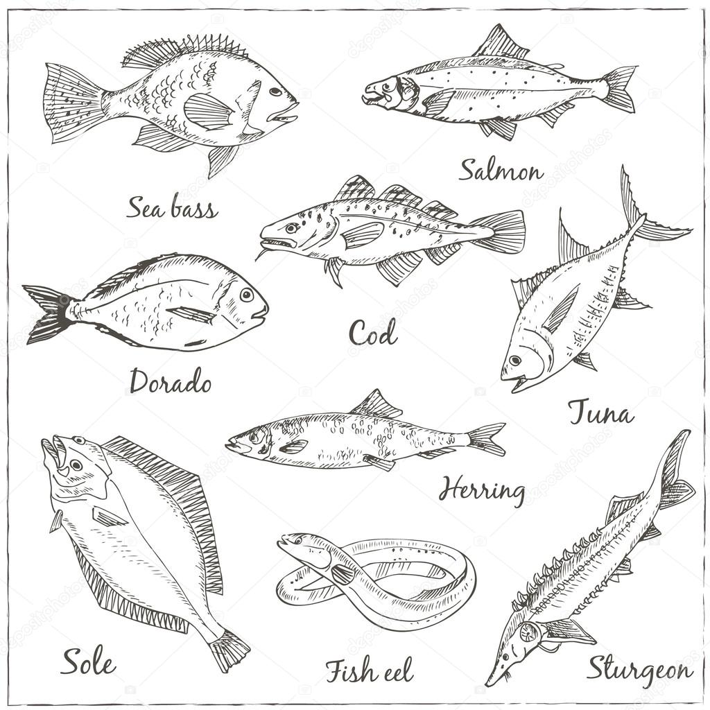 Fish collection: Dorado, Fish Eel, Tuna, Salmon, Halibut, Herring, Sea bass, Cod, Sturgeon. Vector illustration of fish for design menus, recipes and packages product.