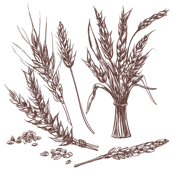 Elle çizilmiş buğday kulaklar.