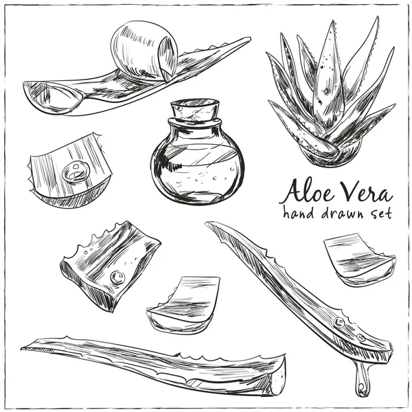 Aloe vera hand dras set. — Stock vektor