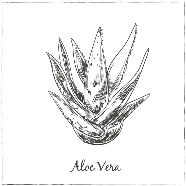 Aloe vera el çizilmiş vektör