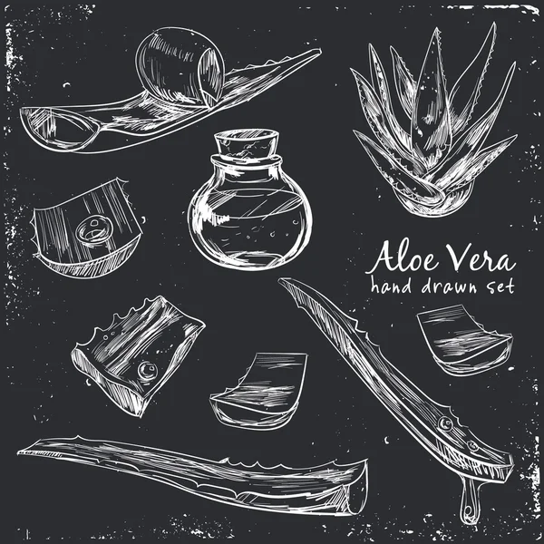 Aloe vera hand drawn set. — Stock Illustration Aloe vera hand drawn set. Stock Illustration