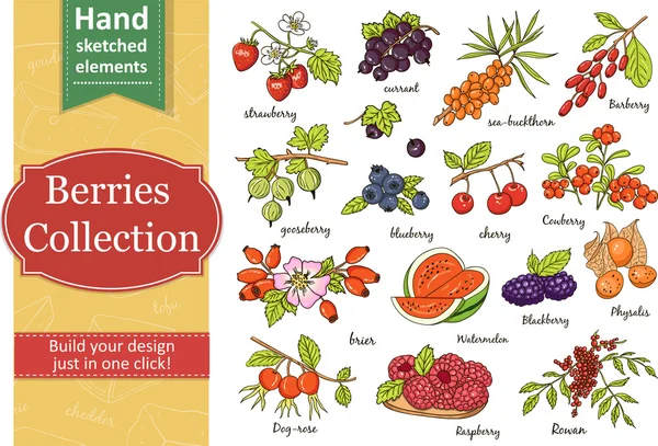 딸기의 컬렉션: 딸기, 건포도 — 스톡 벡터