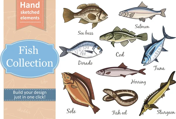 Fish collection Dorado Eel Tuna — Stock Vector