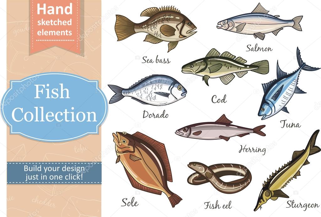 Fish collection Dorado Fish Eel Tuna Salmon Halibut Herring Sea bass Cod Sturgeon. Vector illustration of fish for design menus, recipes and packages product.