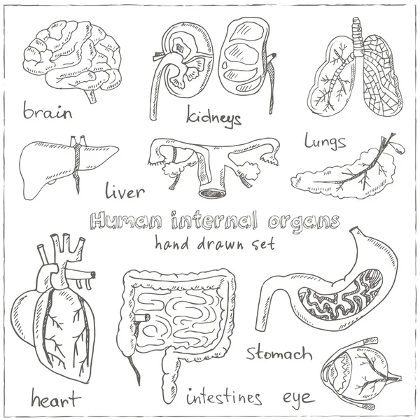 Mänskliga internals doodle set. Vintage illustration — Stock vektor
