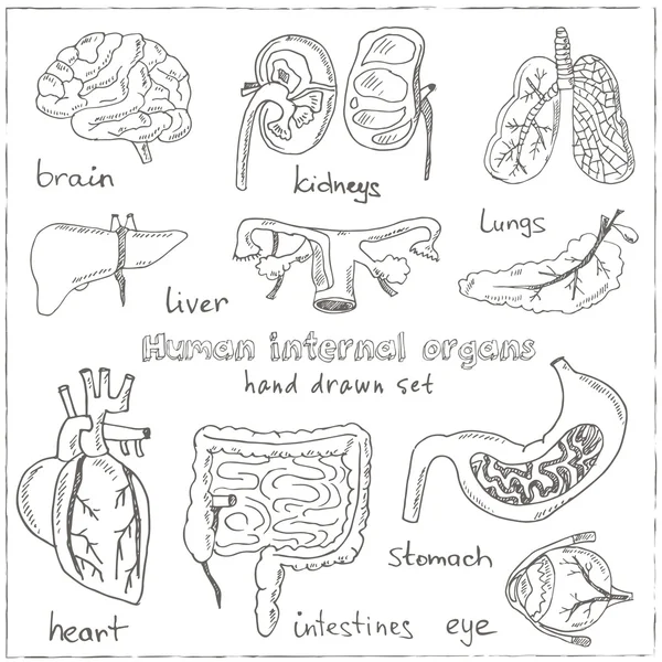 Interni umani doodle set. Illustrazione vintage — Vettoriale Stock